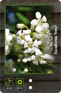 Escallonia 'Iveyi' 30-40 cm cont. 3,0L - afbeelding 2