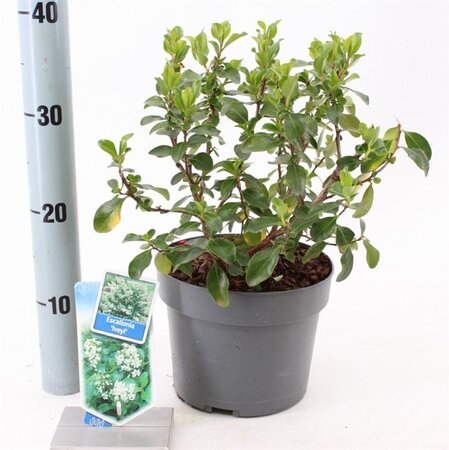 Escallonia 'Iveyi' 30-40 cm cont. 3,0L - afbeelding 5