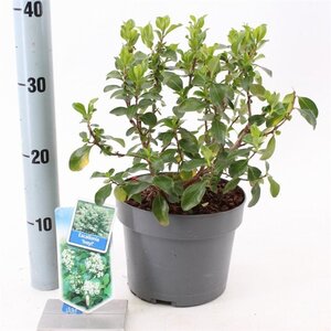Escallonia 'Iveyi' 30-40 cm cont. 3,0L - afbeelding 5