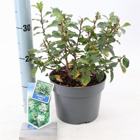 Escallonia 'Iveyi' 30-40 cm cont. 3,0L - afbeelding 6