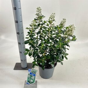 Escallonia 'Iveyi' 30-40 cm cont. 3,0L - afbeelding 8