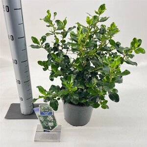 Escallonia 'Iveyi' 30-40 cm cont. 3,0L - afbeelding 7