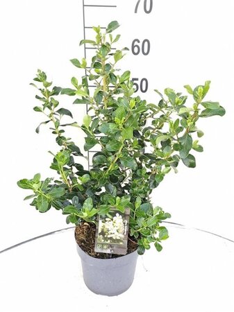 Escallonia 'Iveyi' 30-40 cm cont. 3,0L - image 1