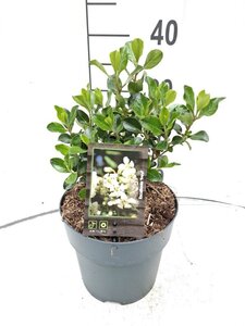 Escallonia 'Iveyi' 30-40 cm cont. 3,0L - image 4