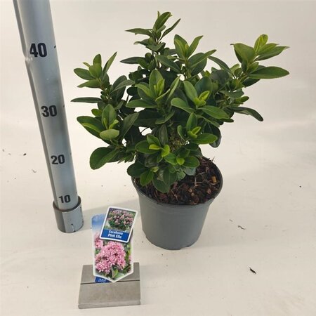 Escallonia laevis Pink Elle 30-40 cm cont. 3,0L - afbeelding 1