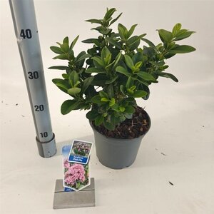 Escallonia laevis Pink Elle 30-40 cm cont. 3,0L
