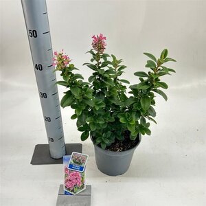 Escallonia laevis Pink Elle 30-40 cm cont. 3,0L - afbeelding 4