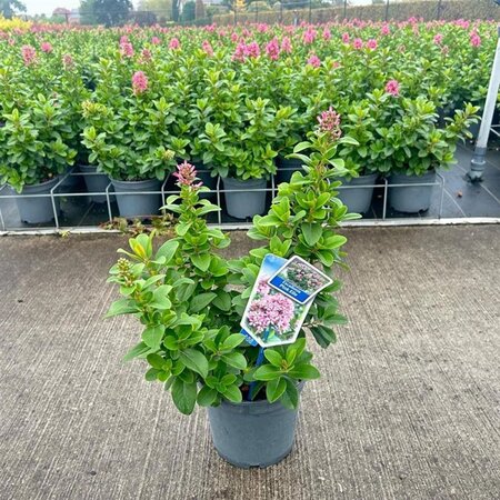 Escallonia laevis Pink Elle 30-40 cm cont. 3,0L - afbeelding 2