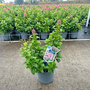 Escallonia laevis Pink Elle 30-40 cm cont. 3,0L - afbeelding 2