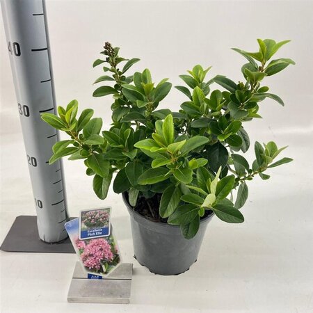Escallonia laevis Pink Elle 30-40 cm cont. 3,0L - afbeelding 3
