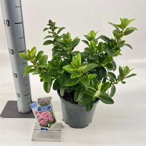 Escallonia laevis Pink Elle 30-40 cm cont. 3,0L - afbeelding 3