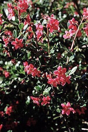 Escallonia 'Pride of Donard' 40-60 cm cont. 3,0L - afbeelding 1