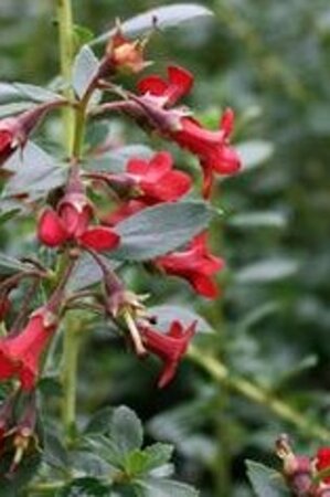Escallonia 'Pride of Donard' 40-60 cm cont. 3,0L - afbeelding 2