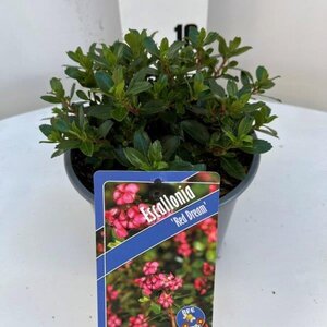 Escallonia 'Red Dream' 20-25 cm cont. 2,0L