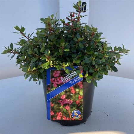 Escallonia 'Red Dream' 20-25 cm cont. 2,0L - afbeelding 2