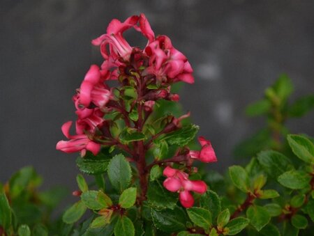 Escallonia 'Red Dream' 25-30 cm cont. 3,0L - afbeelding 4