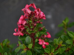 Escallonia 'Red Dream' 25-30 cm cont. 3,0L - afbeelding 4
