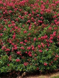 Escallonia 'Red Dream' 25-30 cm cont. 3,0L - afbeelding 2