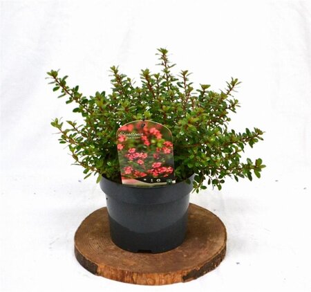 Escallonia 'Red Dream' 25-30 cm cont. 3,0L - afbeelding 6