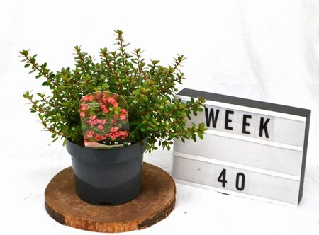 Escallonia 'Red Dream' 25-30 cm cont. 3,0L - afbeelding 7