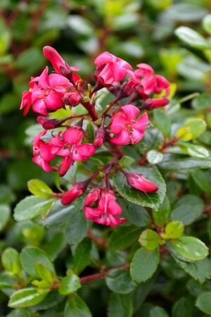 Escallonia 'Red Dream' 30-40 cm cont. 3,0L - afbeelding 1