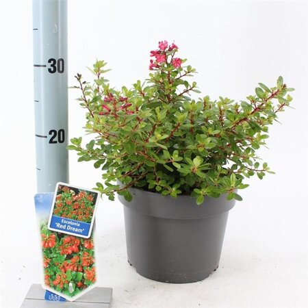 Escallonia 'Red Dream' 30-40 cm cont. 3,0L - afbeelding 5