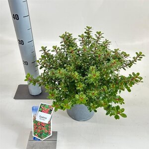 Escallonia 'Red Dream' 30-40 cm cont. 3,0L - afbeelding 7