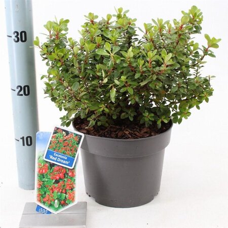 Escallonia 'Red Dream' 30-40 cm cont. 3,0L - afbeelding 4