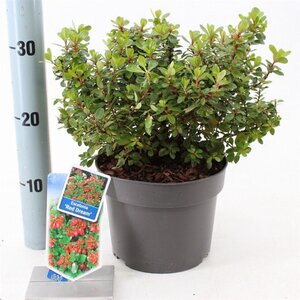 Escallonia 'Red Dream' 30-40 cm cont. 3,0L - afbeelding 4