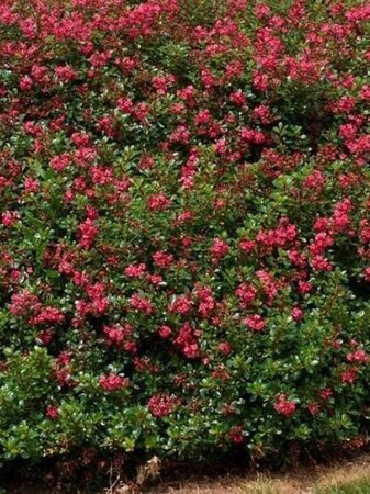 Escallonia 'Red Dream' 30-40 cm cont. 3,0L - afbeelding 11