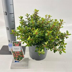 Escallonia 'Red Dream' 30-40 cm cont. 3,0L - afbeelding 3