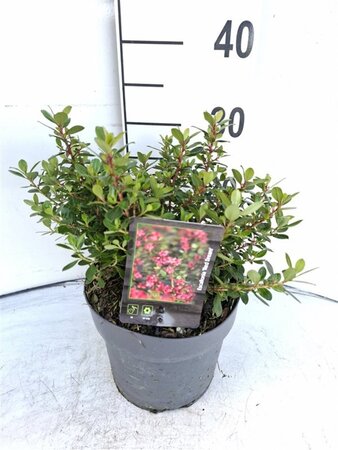 Escallonia 'Red Dream' 30-40 cm cont. 3,0L - afbeelding 8