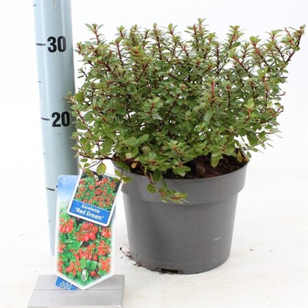 Escallonia 'Red Dream' 30-40 cm cont. 3,0L - afbeelding 2
