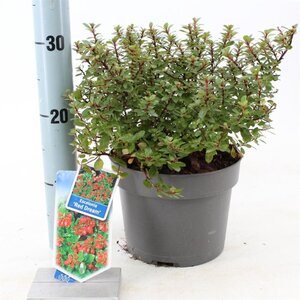 Escallonia 'Red Dream' 30-40 cm cont. 3,0L - afbeelding 2