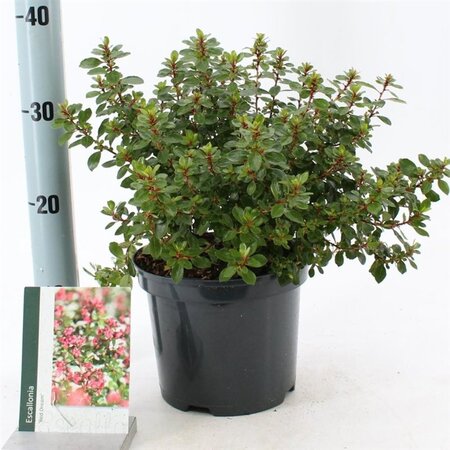 Escallonia 'Red Dream' 30-40 cm cont. 3,0L - afbeelding 12