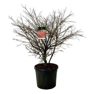 Euonymus alat. 'Compactus' 125-150 cm cont. 90L