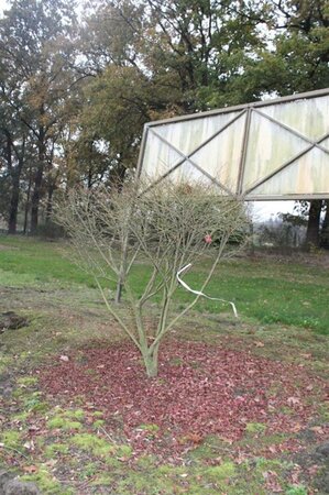 Euonymus alat. 'Compactus' 125-150 cm met kluit - afbeelding 9