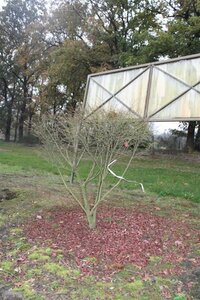 Euonymus alat. 'Compactus' 125-150 cm met kluit - afbeelding 9