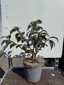 Euonymus alat. 'Compactus' 25-30 cm cont. 3,0L - afbeelding 9