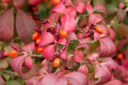 Euonymus alat. 'Compactus' 60-80 cm cont. 15L - afbeelding 2