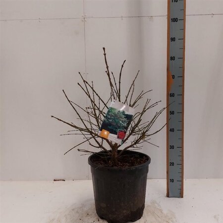 Euonymus alat. 'Compactus' 60-80 cm cont. 15L - afbeelding 9