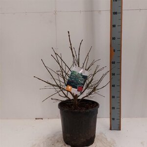 Euonymus alat. 'Compactus' 60-80 cm cont. 15L - afbeelding 9