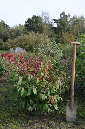 Euonymus alat. 'Compactus' 60-80 cm met kluit - afbeelding 9
