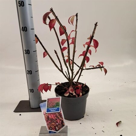 Euonymus alatus 25-30 cm cont. 2,0L - afbeelding 1