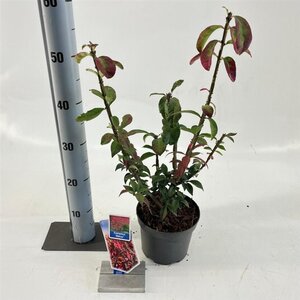 Euonymus alatus 25-30 cm cont. 2,0L - afbeelding 2