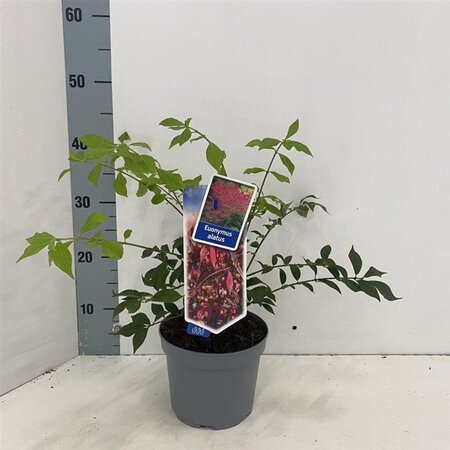 Euonymus alatus 25-30 cm cont. 2,0L - afbeelding 3