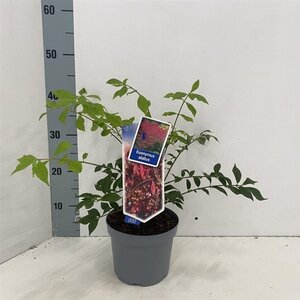 Euonymus alatus 25-30 cm cont. 2,0L - afbeelding 3
