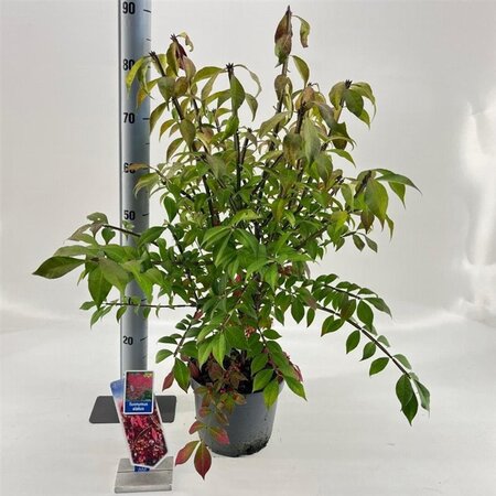 Euonymus alatus 30-40 cm cont. 5,0L - afbeelding 1
