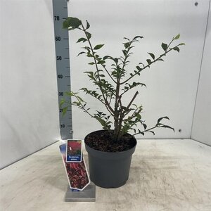 Euonymus alatus 30-40 cm cont. 5,0L - afbeelding 2