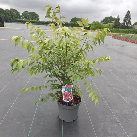 Euonymus alatus 30-40 cm cont. 5,0L - afbeelding 3